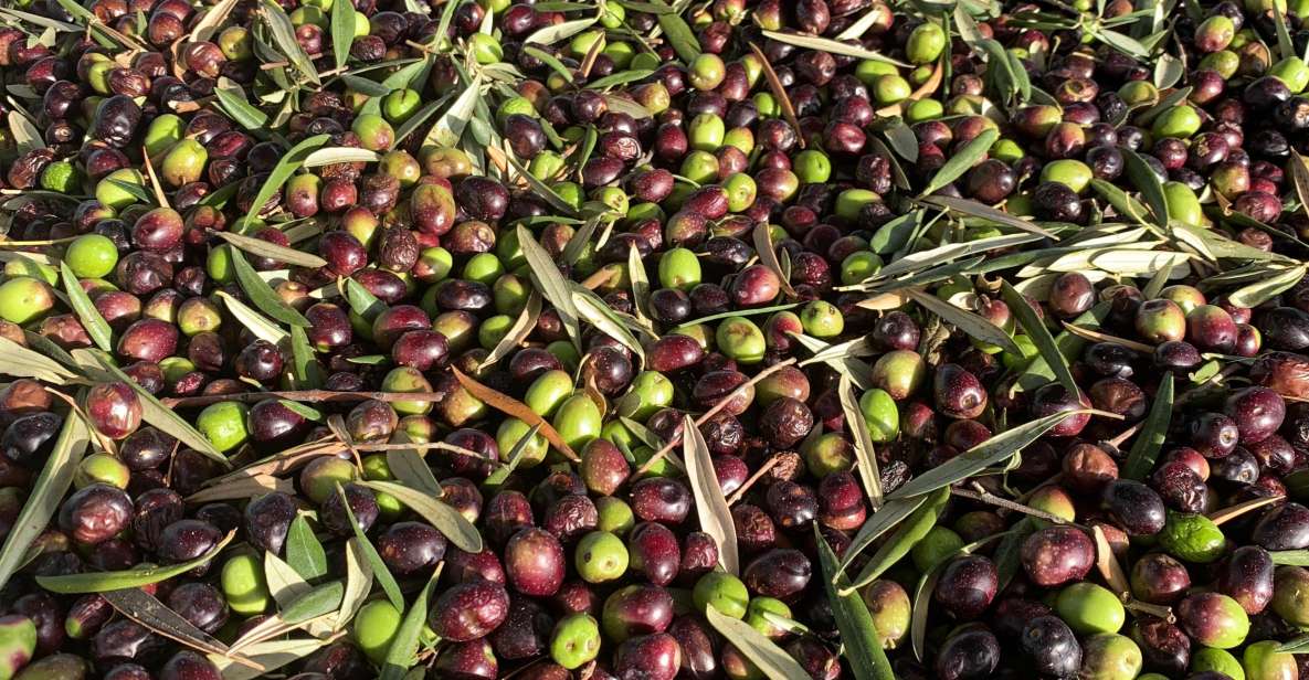 Taste of Le Marche Tour - Key Points