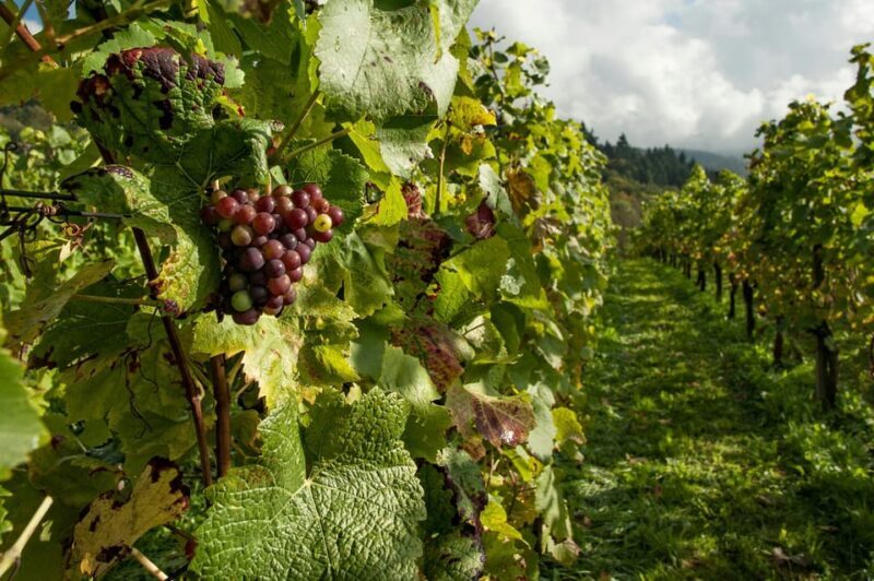 Taste of Setubal: Market Visit and Wine Tastings - Key Points