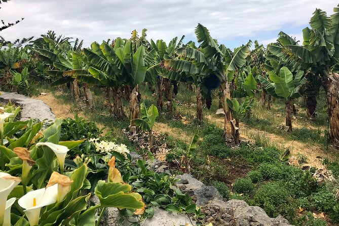 Taste of Tenerife Tour With Wine Tasting - Meeting and Pickup Details
