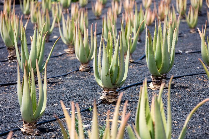 Taste of Tenerife Tour With Wine Tasting - Recommendations for Travelers