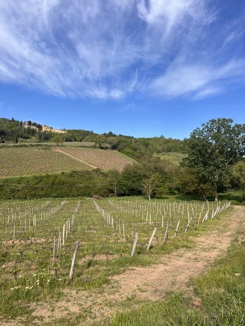 Tasting in a Tuscan Vineyard with transfer from Pisa - What Reviewers Say