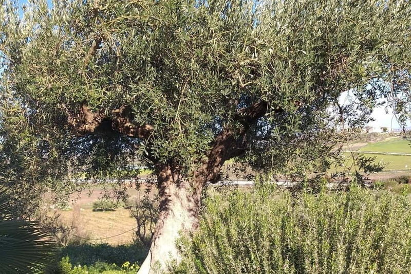 Tasting of EVO Wines and Oil in the countryside of Agrigento - Who Will Love This Tour?