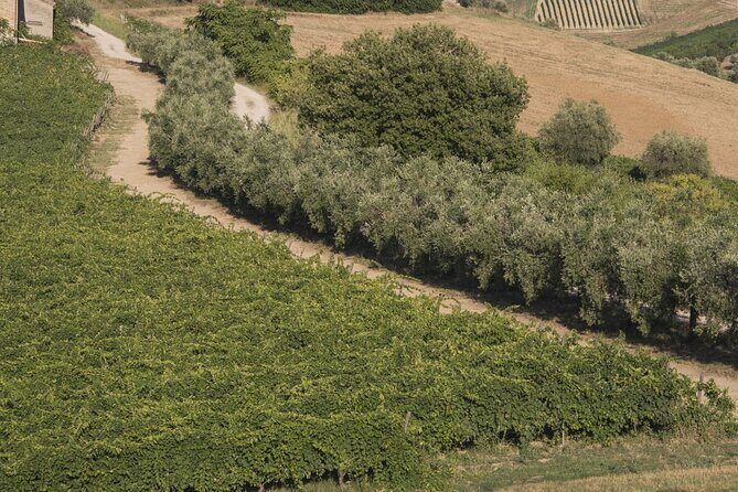 Tasting of Rosso Piceno DOC Superiore - Villa Pigna winery - Key Points  