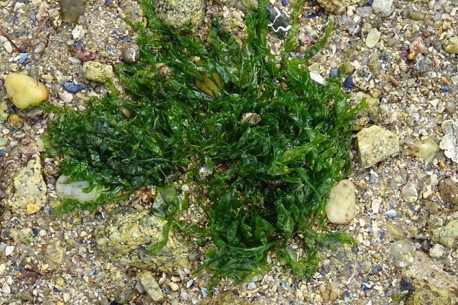 Tasting of Seaweed Cheeses - Seaweed Cheese Tasting Event Details