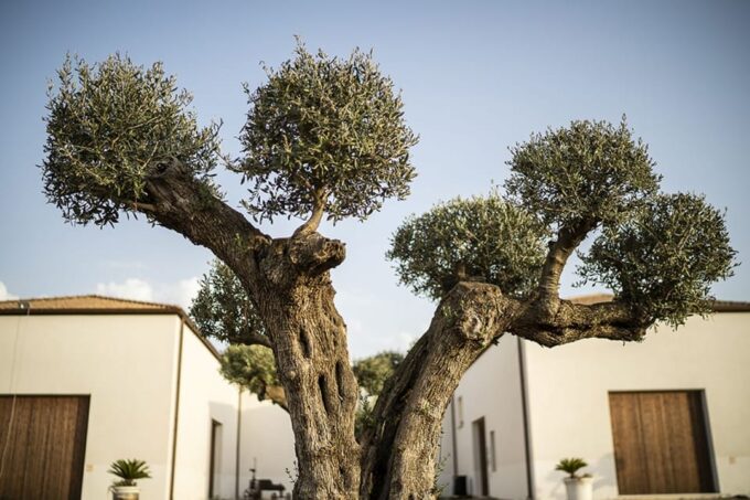 Tasting of Sicilian Olive Oils and Specialties - Sicilian Specialties