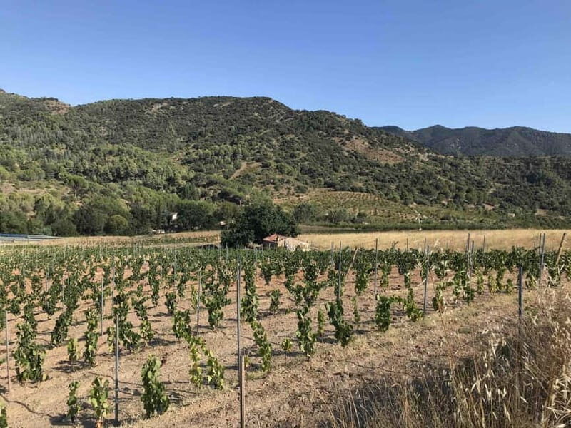 tasting wines in the vineyards with hotel pickup hotel - An Authentic Look at Priorat’s Wines and Landscapes
