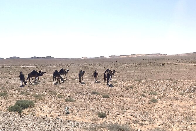 Tataouine, Chenini and the Berber Region 1 Day in a Private 4X4. - Accessibility Options