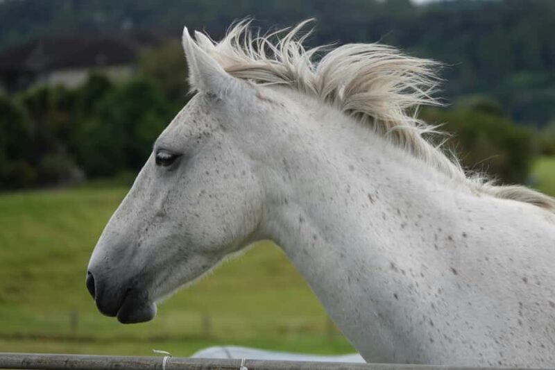 Taupo/Turangi: The Torohe Half-Day Horse Trek - Exploring the Journey: What to Expect