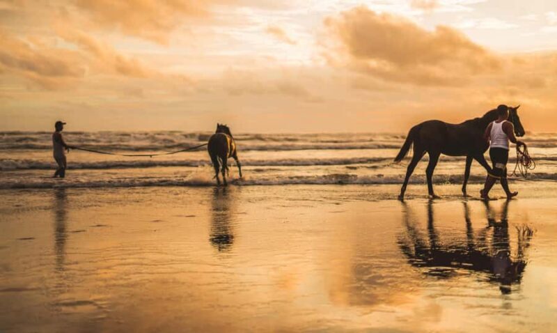 Taupo/Turangi: The Torohe Half-Day Horse Trek - The Sum Up