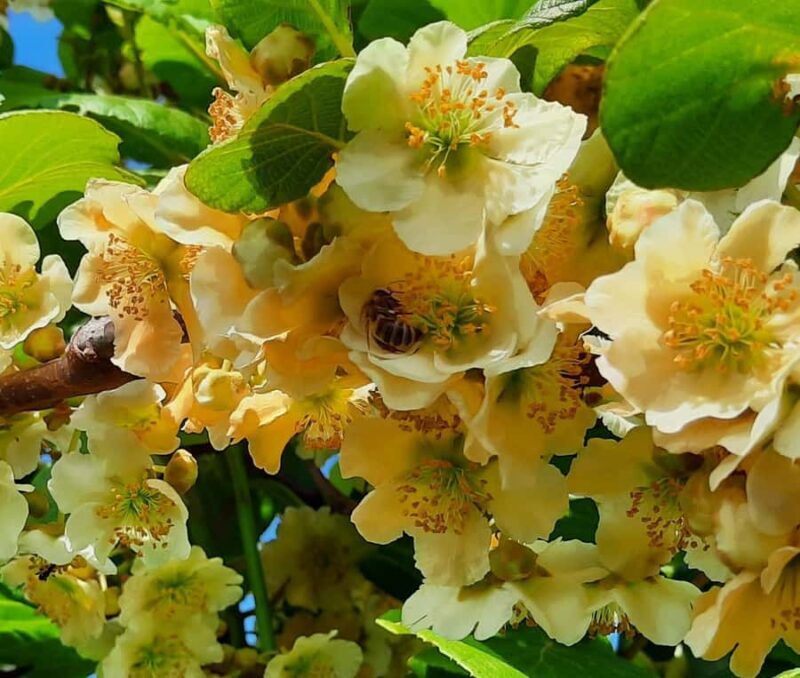 Tauranga: Kiwifruit Destination and Sights Shore Excursion - In-Depth Look at the Tour Experience