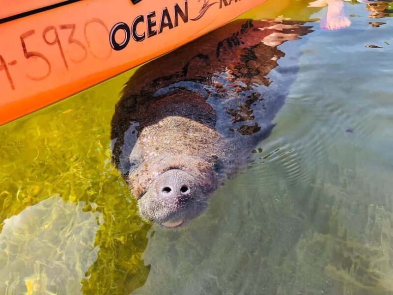 Tavernier, FL: Mangrove and Manatees Guided Kayak Eco Tour - Key Points