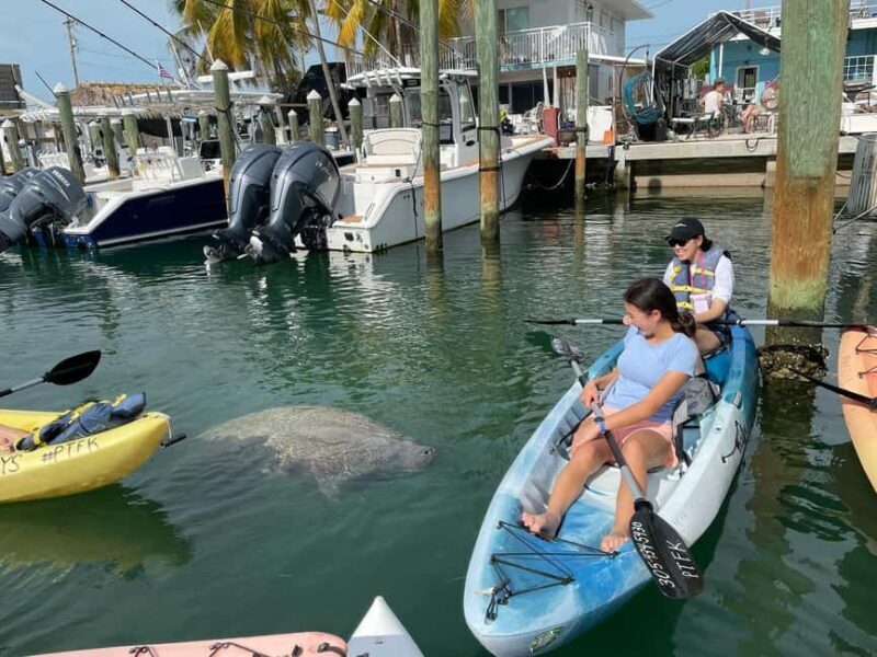 Tavernier, FL: Mangrove and Manatees Guided Kayak Eco Tour - FAQ