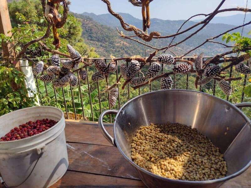 Taxco: Organic Coffee Garden Experience - Key Points