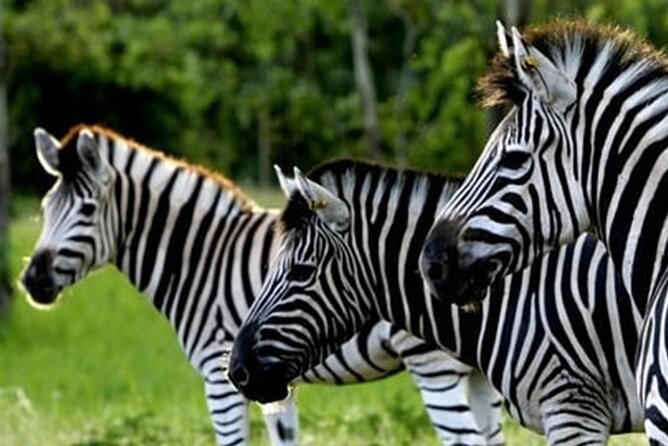 >>TAXI ONLY<< to CASELA BIRD PARK, SAFARI. - What to Expect at Casela