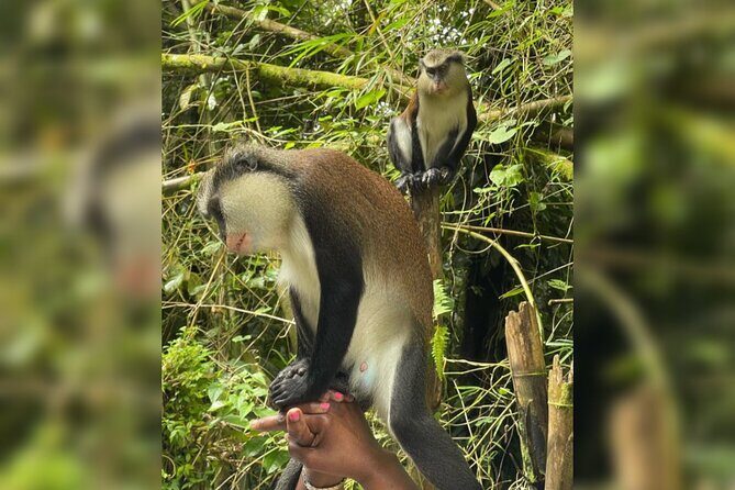 Taxi & Tours in Grenada , Chocolate factory, & more. - In-Depth Tour Breakdown: What to Expect on Your Day in Grenada