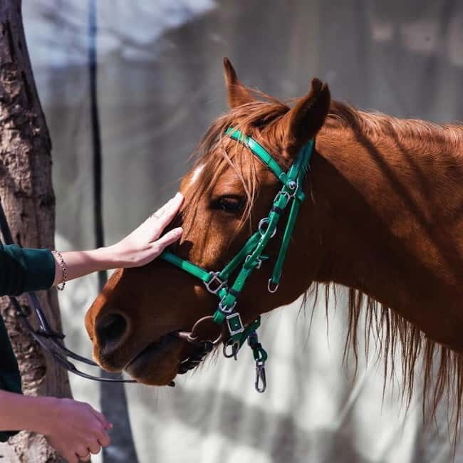 Tbilisi: Kakheti Horse Riding, Wine Tasting, and Cooking - Analyzing Value and Practicalities