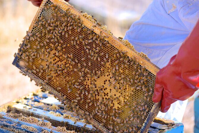 Te Mata Explorer Private Tour from Napier Cruise Port - Key Points