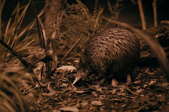 Te Puia: Te P Indigenous Evening Experience Combo - Practical Tips for Visitors