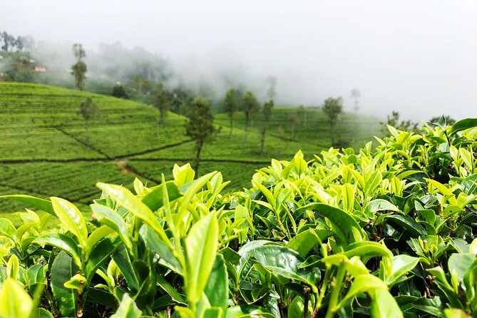 Tea Adventure- Haputale, Tea Plantation Tour With Lunch - Key Points
