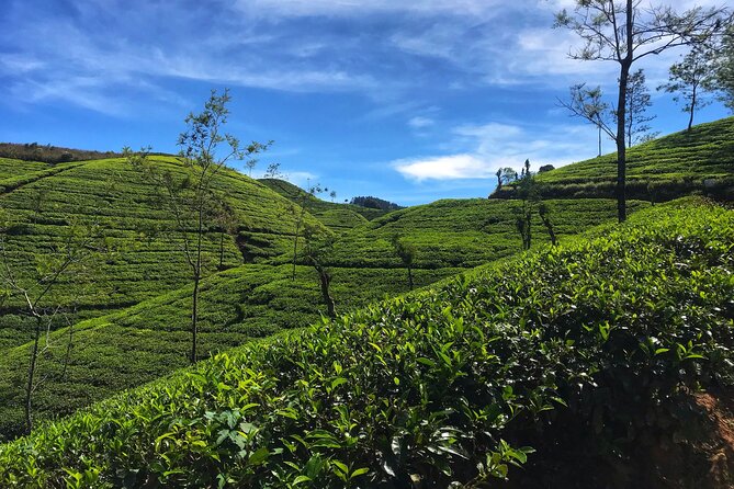 Tea Adventure- Haputale, Tea Plantation Tour With Lunch - Highlights of the Experience