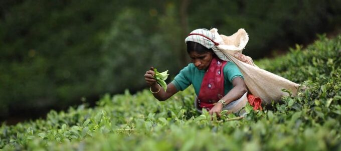 Tea Plucking and Tea Factory: Visit From Nuwara Eliya - Cancellation Policy
