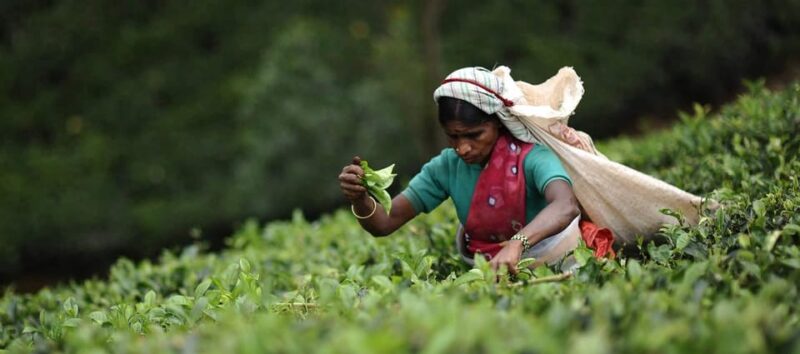 Tea Plucking & Tea Factory: Private Tour From Nuwara Eliya - Highlights of the Experience