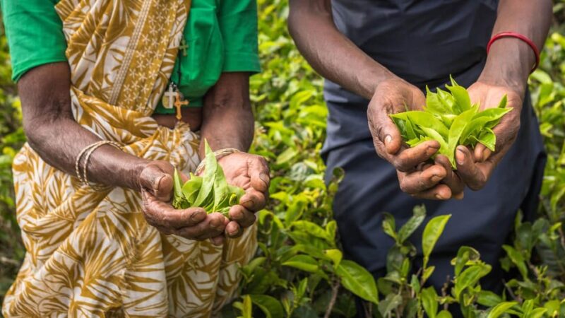 Tea Plucking & Tea Factory: Tour From Kandy - Good To Know