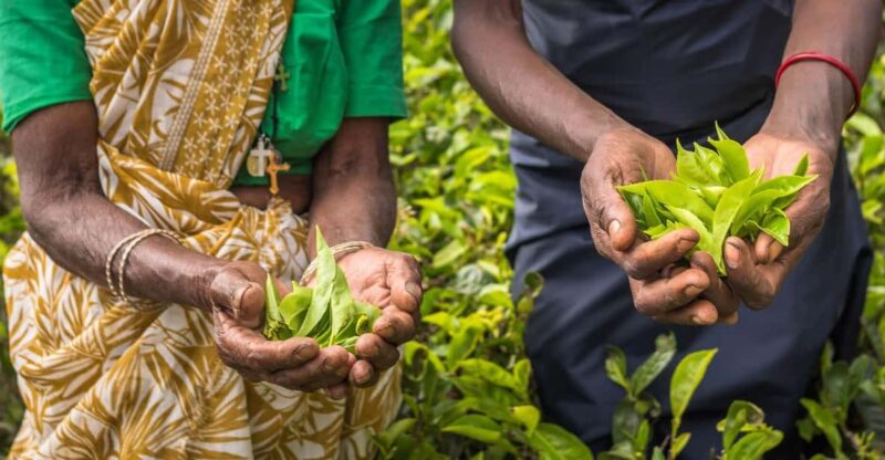 Tea Plucking & Tea Factory: Tour From Kandy - Itinerary and Highlights