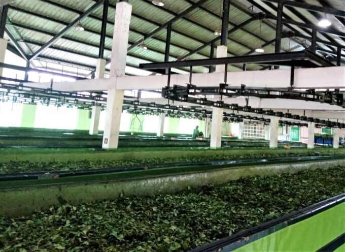 Tea Plucking & Tea Factory: Tour From Kandy - Tea Plucking Experience