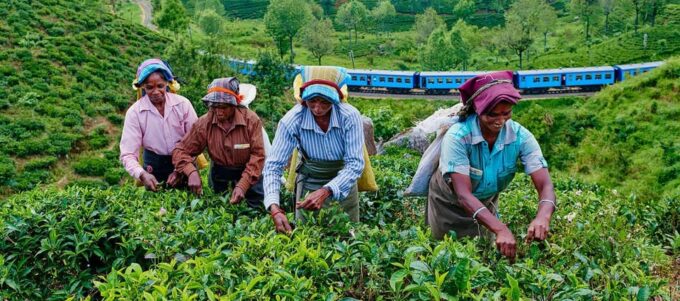 Tea Plucking & Tea Factory: Tour From Kandy - Tea Production Process