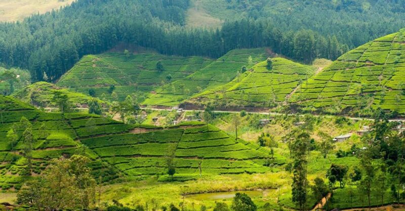 Tea Plucking & Tea Factory: Tour From Nuwara Eliya - Good To Know