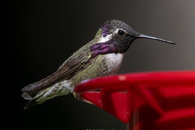 Tea with hummingbirds at a Hummingbird Sanctuary - Is This Tour Worth the Price?