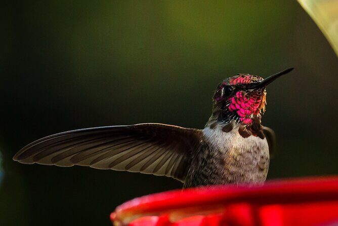 Tea with hummingbirds at a Hummingbird Sanctuary - Real Experiences and Feedback