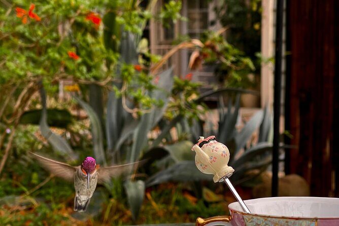 Tea with hummingbirds at a Hummingbird Sanctuary - Final Thoughts: Who Will Love This Experience?