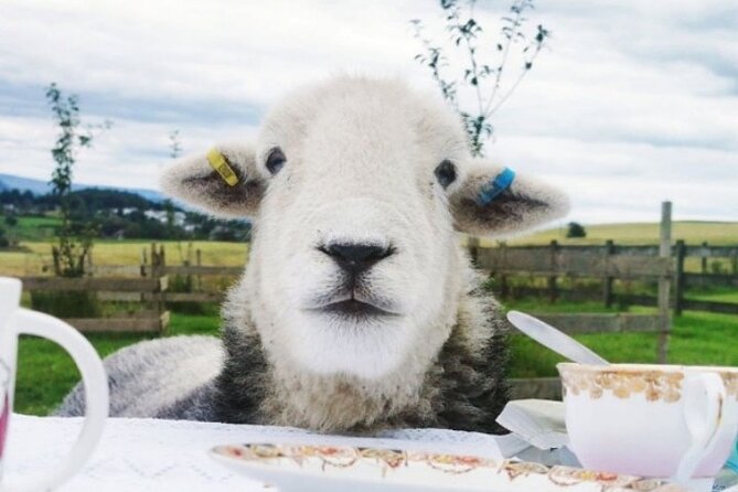 Tea With Naughty Sheep - Outdoor Afternoon Tea Adventure