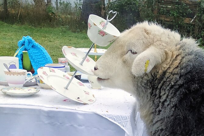 Tea With Naughty Sheep - Lambing Season Bottle Feeding