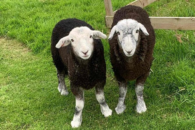 Tea With Naughty Sheep - Accessibility and Booking Policies