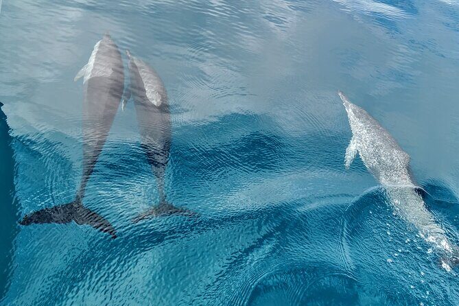 Teahupo'o Jurassic Tour and Private Diving - An In-Depth Look at the Experience