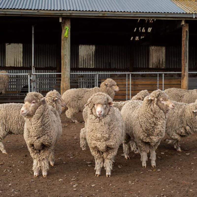 Tekapo: Merino Sheep Shearing and Sheepdog Demonstration - Key Points