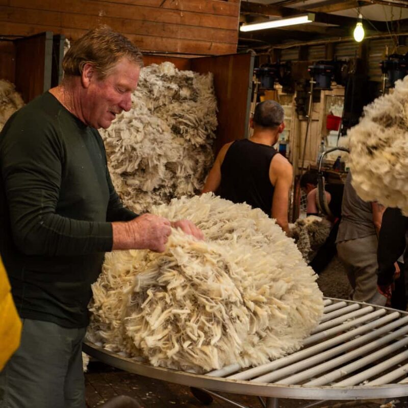 Tekapo: Merino Sheep Shearing and Sheepdog Demonstration - An Authentic Look at New Zealands Farming Traditions