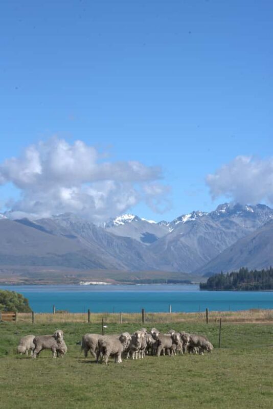 Tekapo: Merino Sheep Shearing and Sheepdog Demonstration - Practical Details: What You Need to Know