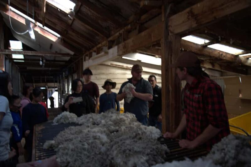 Tekapo: Merino Sheep Shearing and Sheepdog Demonstration - Value for Money and Overall Impression