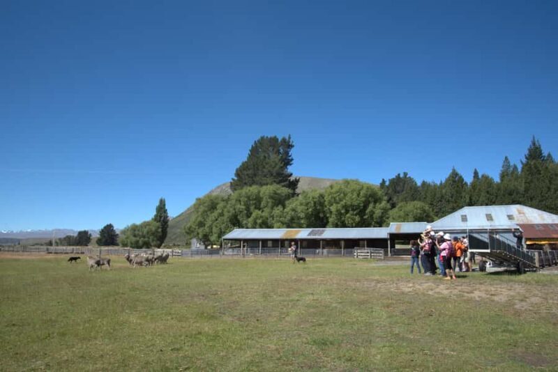 Tekapo: Merino Sheep Shearing and Sheepdog Demonstration - FAQ