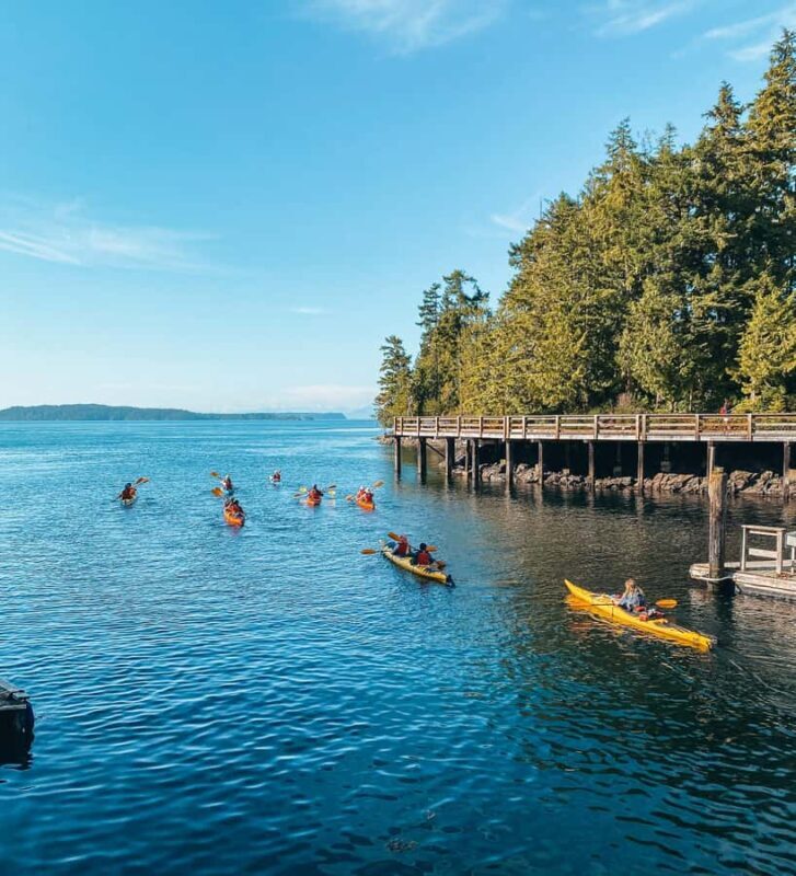 Telegraph Cove: 2-Hour Day or Evening Kayaking Tour - What Makes This Tour Special?