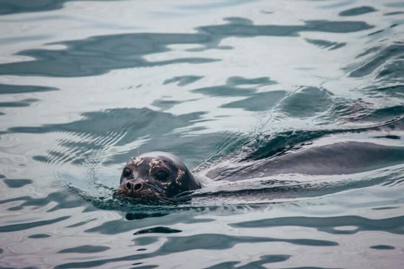 Telegraph Cove: 2-Hour Day or Evening Kayaking Tour - Practical Details: Making the Most of Your Trip