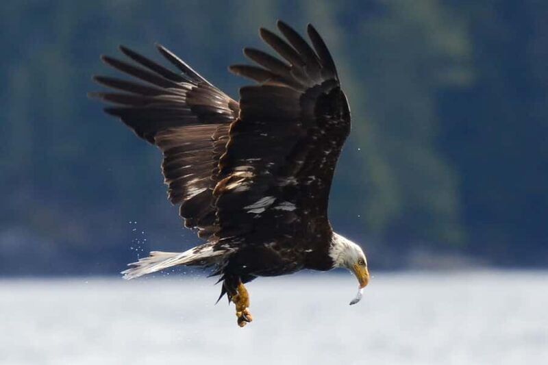 Telegraph Cove: 2-Hour Day or Evening Kayaking Tour - The Reviews: What Do Travelers Say?