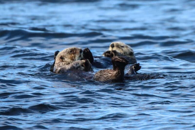 Telegraph Cove: 2-Hour Day or Evening Kayaking Tour - FAQ
