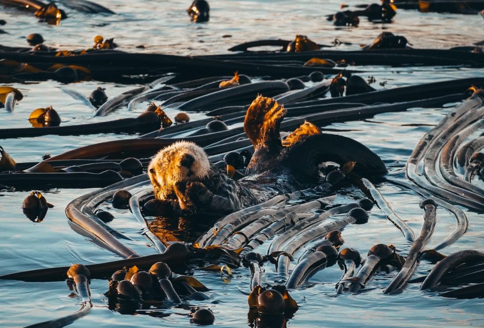 Telegraph Cove: 2 Hour Evening Kayak Tour - Inclusions