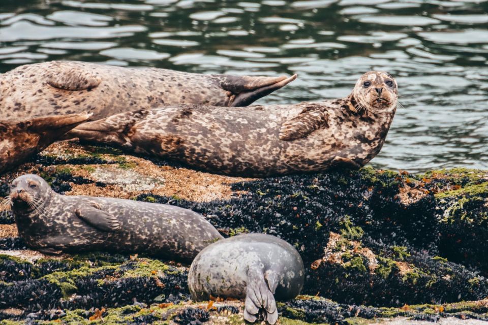 Telegraph Cove: 2 Hour Family Fun Kayaking Tour - Important Information