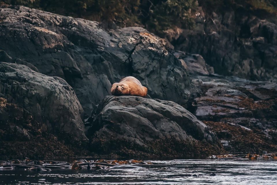 Telegraph Cove: Day Trip Kayaking Tour - Arrival and Departure